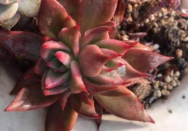  平静|遇见你真好！多肉让我得到了心灵的平静！