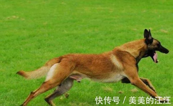 马犬价风格低，为什么仍是没人买？原因有5个（马犬最贵几钱）