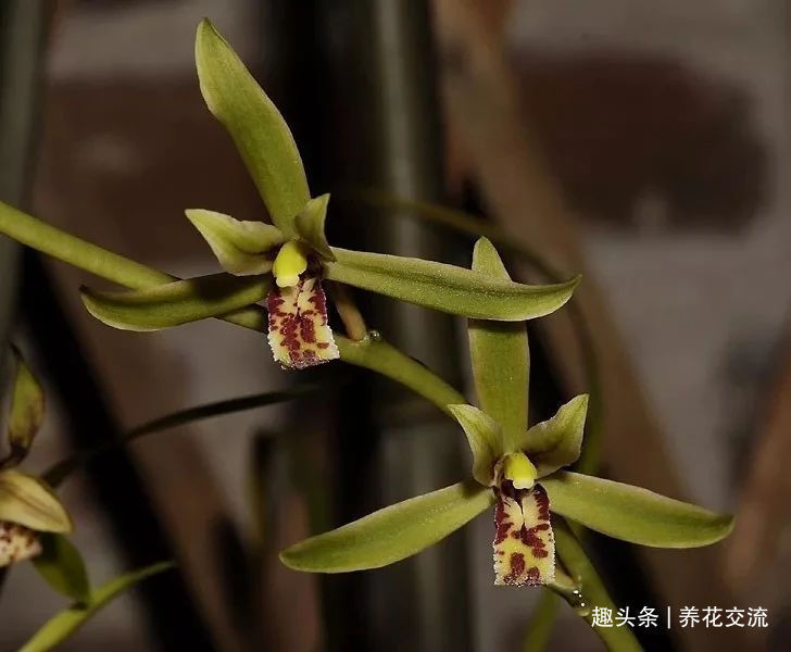 兰花|兰花五大家,春兰、蕙兰、建兰、墨兰和寒兰咋养,养护指南看这里