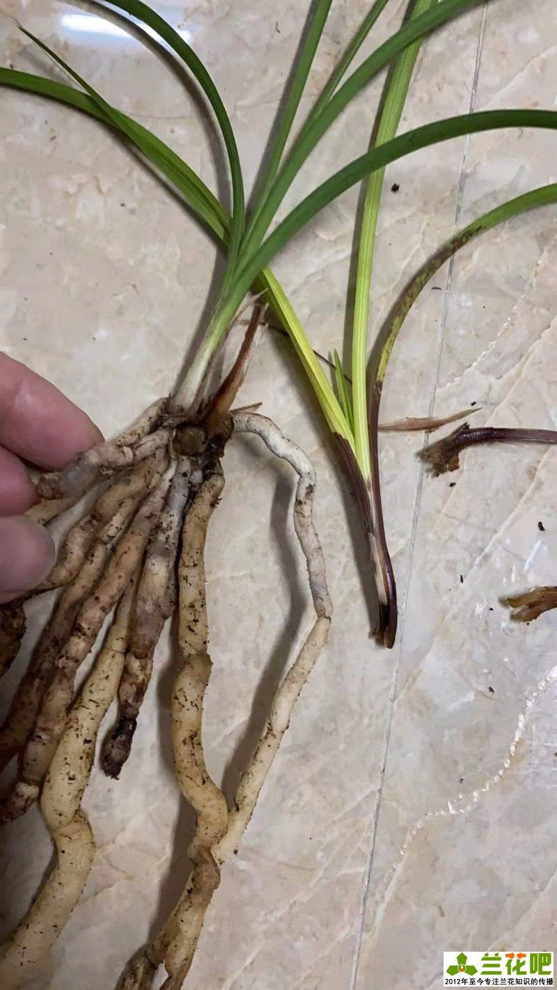 茎腐病|兰花叶片发黄发黑，先查清原因再脱盆，不要急着救治