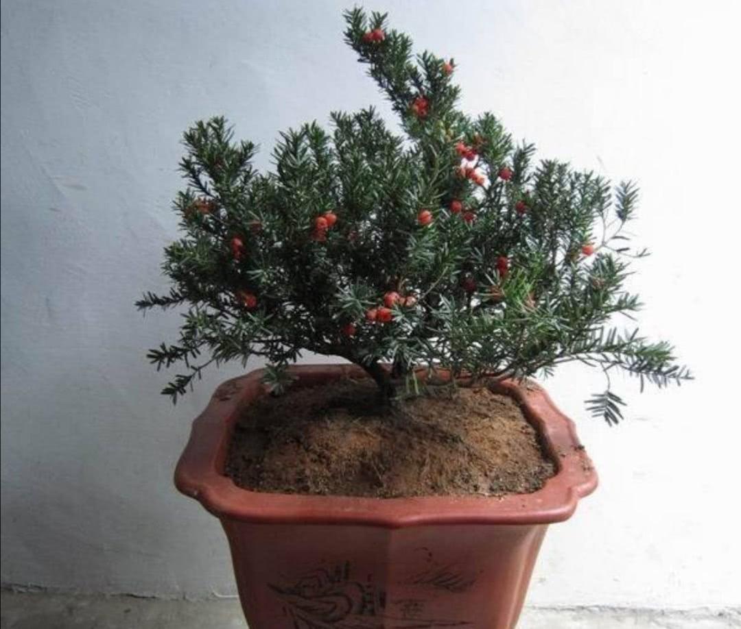 家庭盆栽红豆杉，多小心这5个细节，红果绿叶喜庆又别致