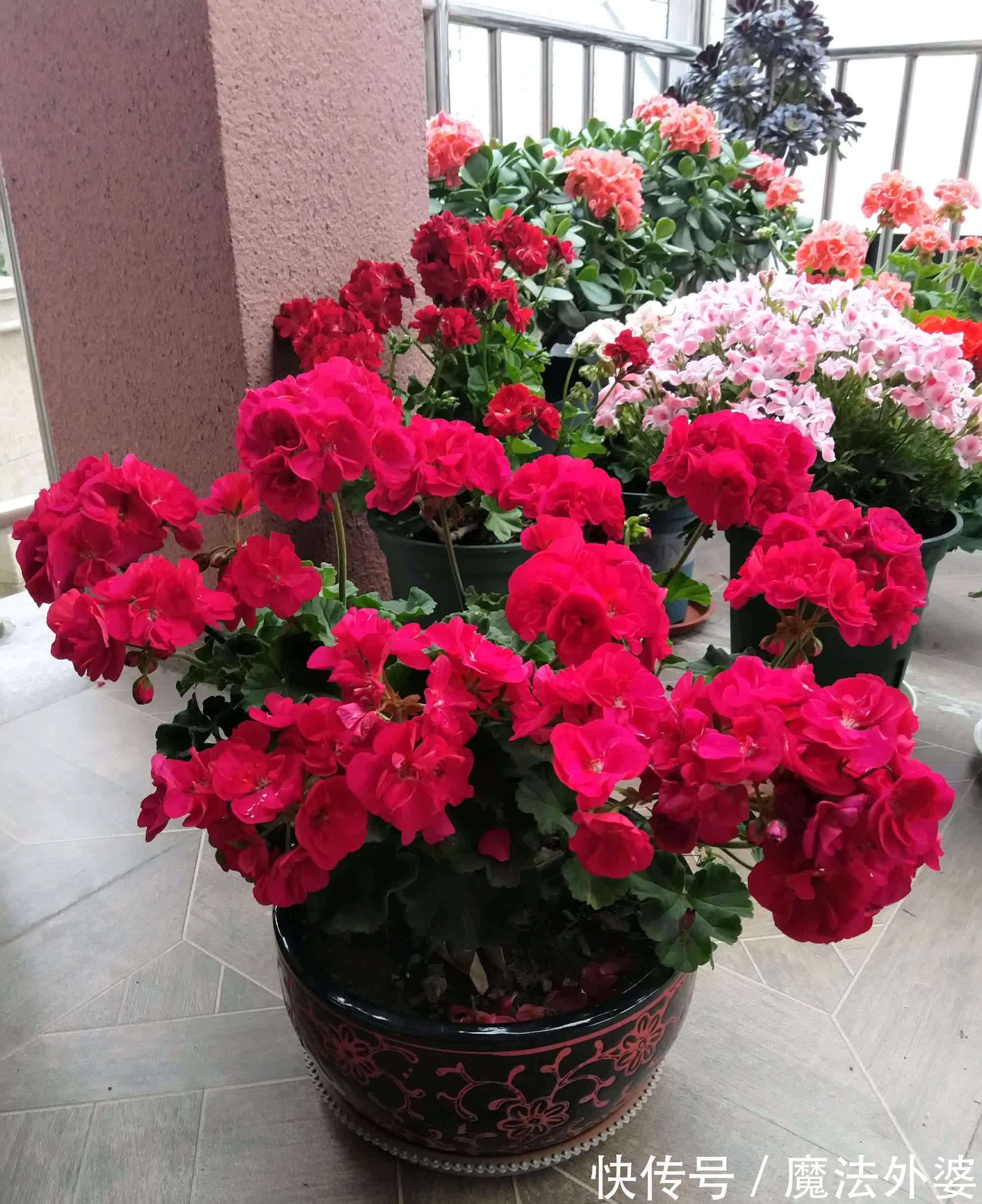 枝条|冬天“扦插”4种花,正是好时机,生根快,成活率高,容易的很