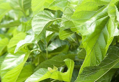 止咳药|天然“止咳药”,每天泡水喝,止咳效果好,女人常喝皮肤细腻光滑