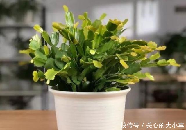 蟹爪兰花期过后叶片又薄又软,做好四点,新叶萌发快,秋凉再开花!