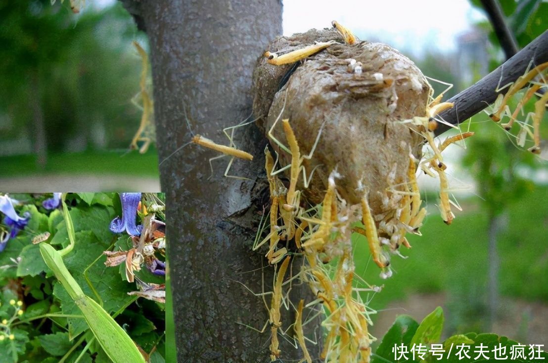  火烤|农村叫它树?狗?，很多人吃过，用火烤特香，今涨到200元1斤