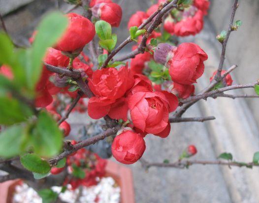 四季|喜欢菊花,不如养盆“开花机器”红梅,四季如春,甜蜜轻柔