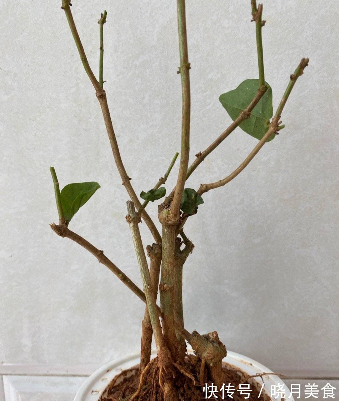 怎样让茉莉开花多?3个细节记住,花量增大、花香型美、灿烂盛开