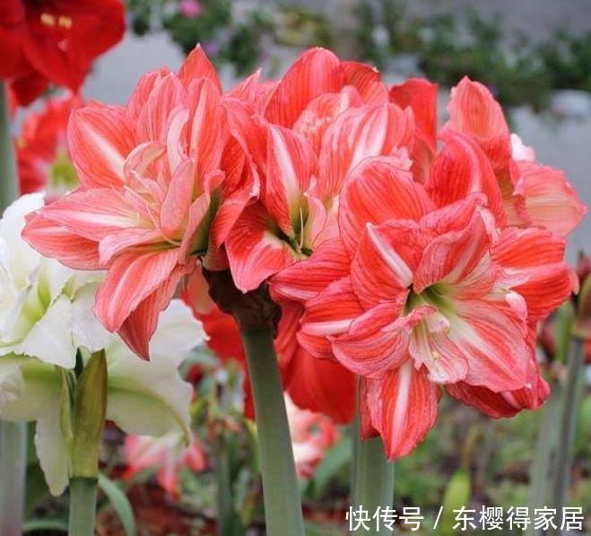 自带“贵气”的3种花,养家里1盆,开花富贵、阳台变成小花园!