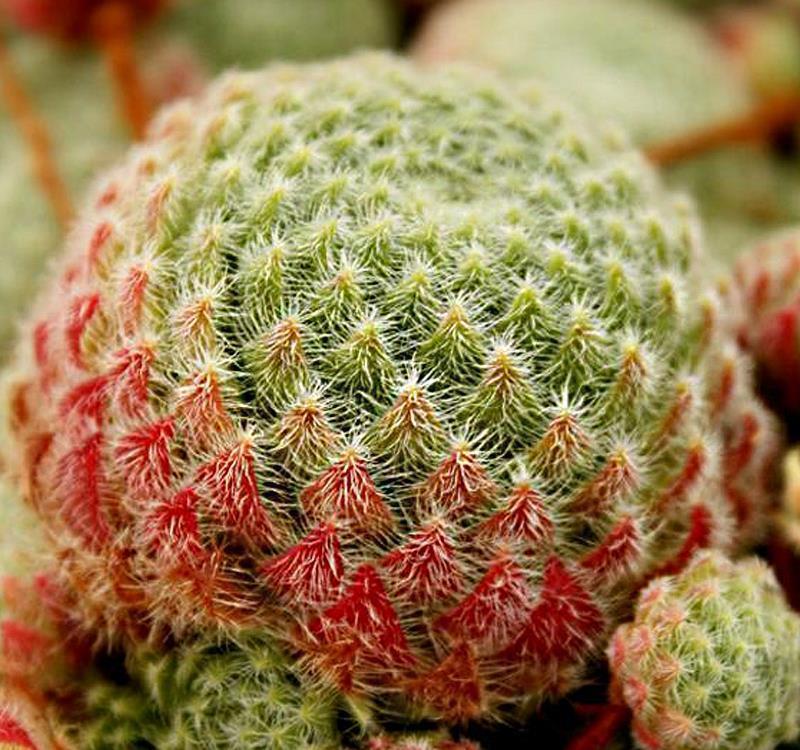 长生草|长生草多肉品种真够多的,状态样式都各不相同,一起来认识一下吧