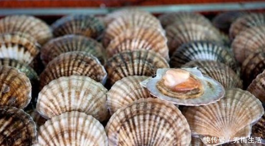 蒜蓉蒸扇贝|蒸扇贝,冷水上锅就错了,学学海边人做法,肉质鲜嫩,饱满不回缩