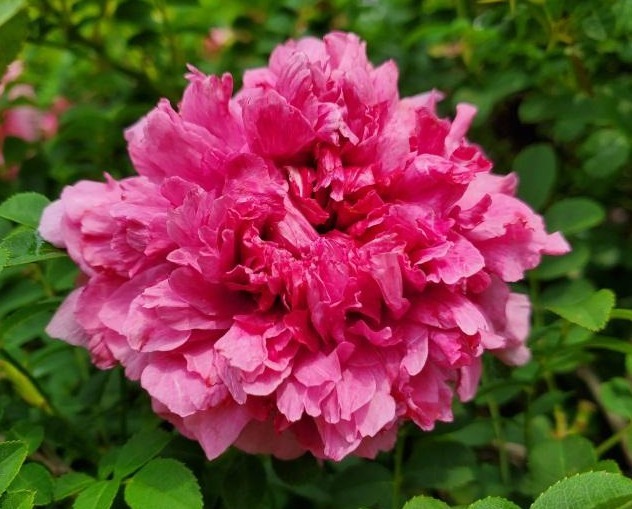 此花花色艳丽,犹如穿着紫红色裙子的少女娇姿欲滴,十分美艳动人