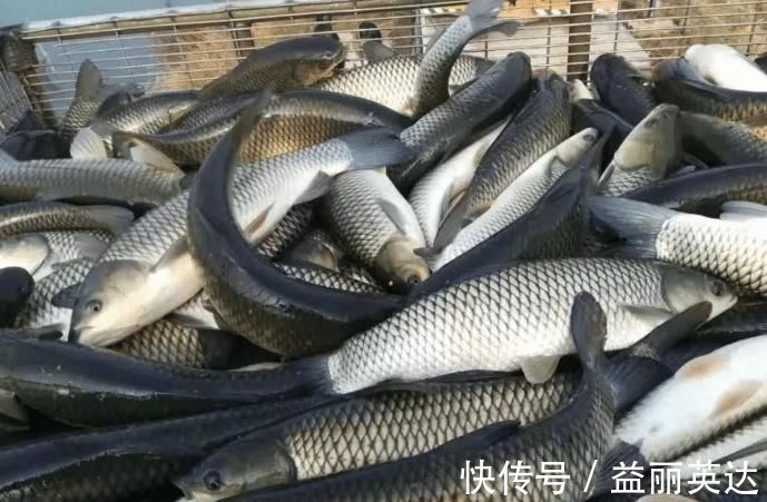 天冷多吃鱼，专挑这3种，应季好吃，营养还高，遇到千万别错过