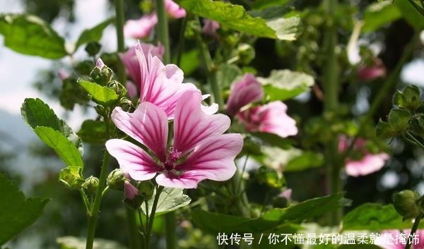 锦葵|此花作为一种观赏植物，既讽刺又有独特的风味，象征日久生情的爱