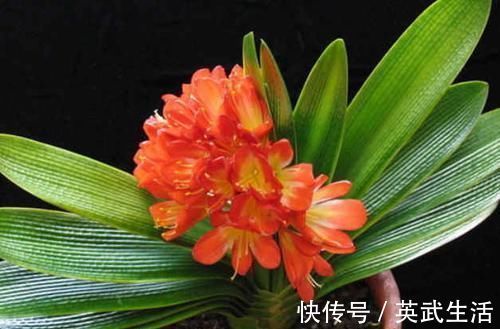 酒鬼|4种花是花中“酒鬼”，每月喝两杯，根壮叶肥厚，还能多开花