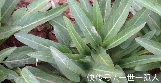 野菜|这种野草皇帝都吃过，若见到不要再当普通杂草，它的作用可大了！