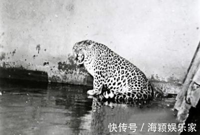 酒厂#此人一生生擒猛虎7只，活豹230只，94岁创办酒厂，人称“活武松”