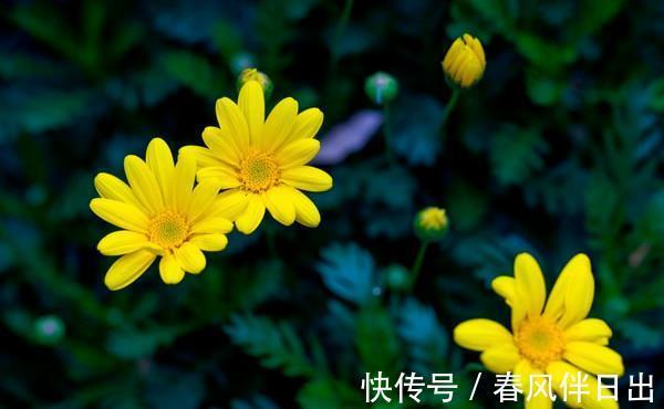 养花|养花试试这几款,靠近热带戈壁、着花犹如玫瑰一样平常美丽