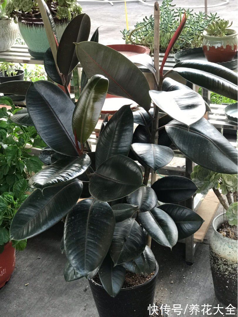 30种观叶植物,能观赏也净化空气,总有一种你养过