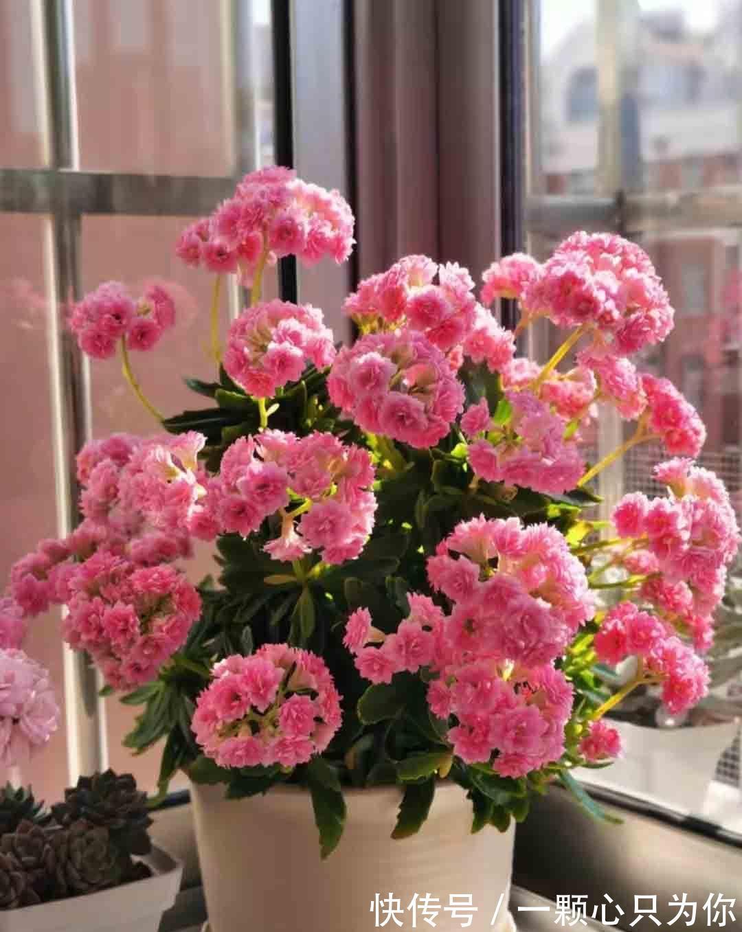 长寿花开成“大花球”,是怎样“炼成的”?5个小技巧,照做就行