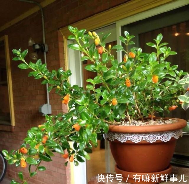 4种富贵花,再不漂亮也要养一盆,个个吉祥,空气一级棒!