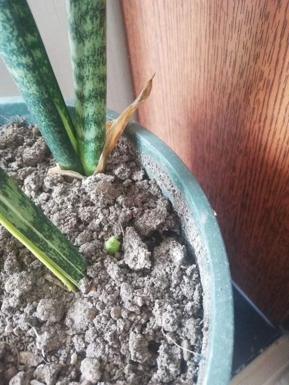 们可以|虎皮兰周围扒圈土,小钢芽嗖嗖冒,一盆能分出10几盆