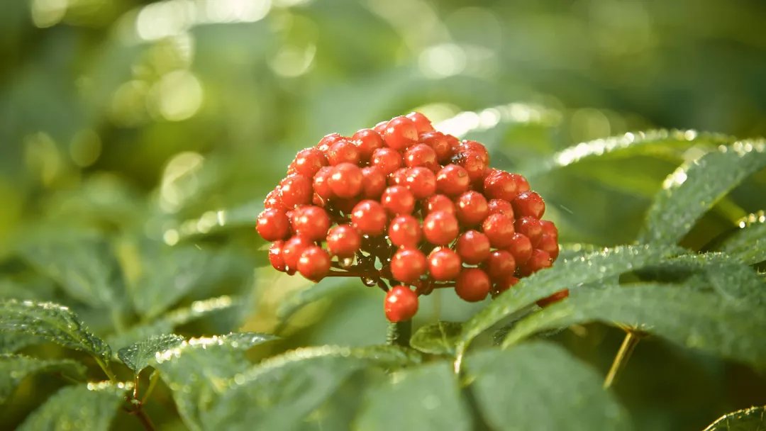 标准|三七就得选文山的？很少人知道，这才是三七金标准……