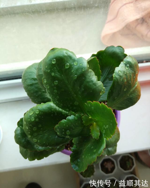 植物|三角梅长寿花不开花?用点“小手段”,催出满盆花苞,就是欠修理