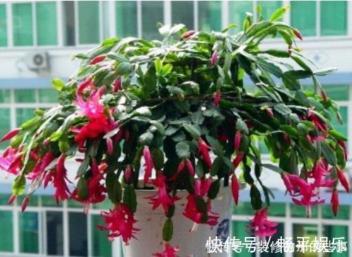 施肥|现在是蟹爪兰打花苞的“关键期”,不能做3件事,不然引起落花苞