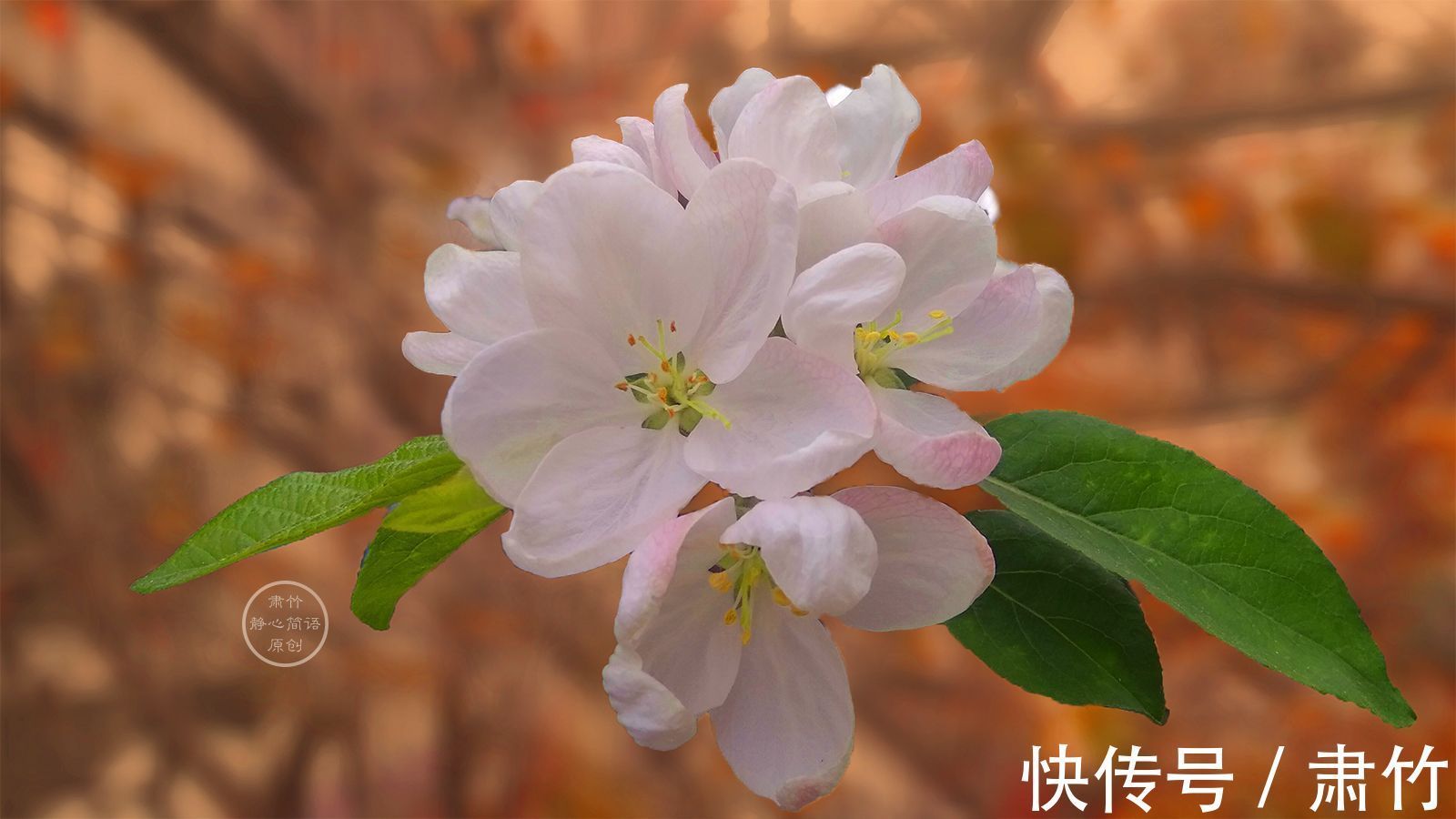 生命的意义|岁月匆匆，走着走着，便懂得了生命