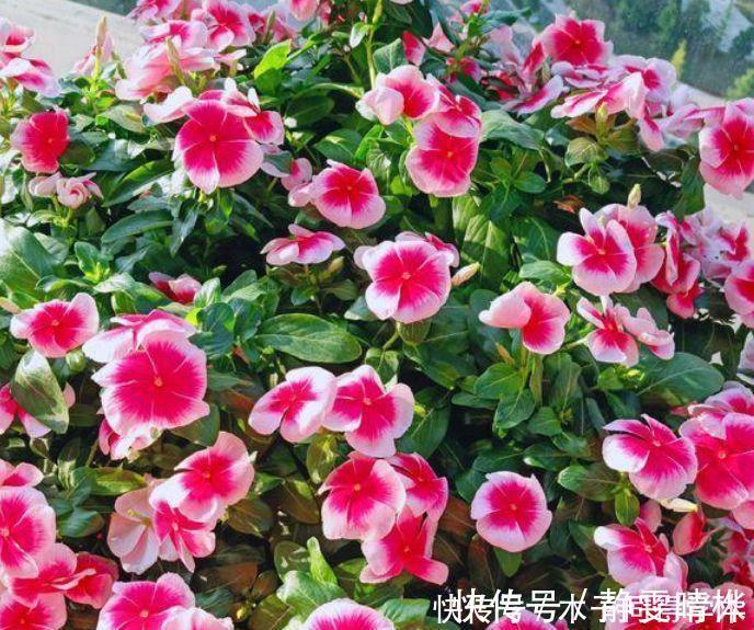 长春花|4种花养家里，1盆顶“5盆”，给点水就疯长，越开越美！
