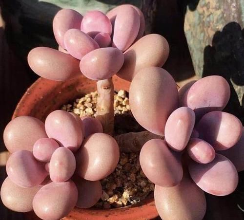 在家养多肉桃蛋该如何管理3点做到位,叶片俏丽、出好状态