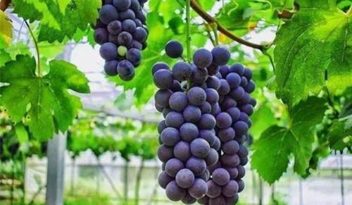 清热解|想要延缓衰老，3种食物要多吃，清热解毒，利湿助消化，试试吧