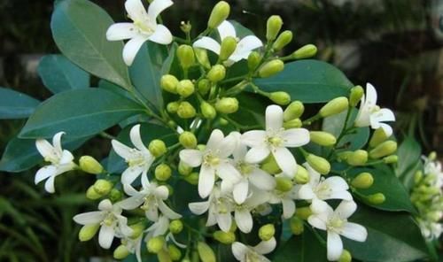  花期|养花就养个花期长的，花大色艳，比牡丹好看，比吊兰好养