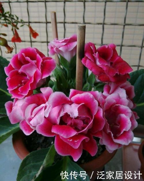 球兰|夏天天热养这3种花,摆在阴凉处就能开花,皮实好养适合新手