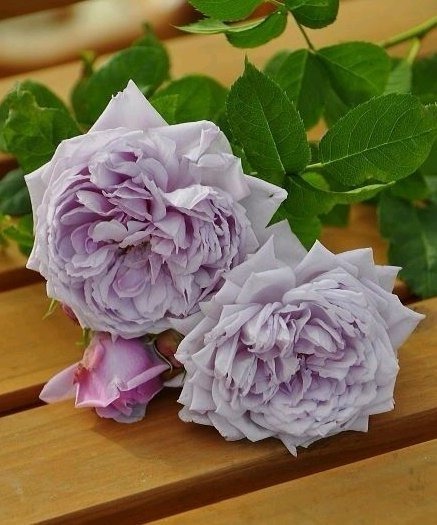 盘点最受欢迎的24种月季花，长得快、开花多，养了会上瘾！