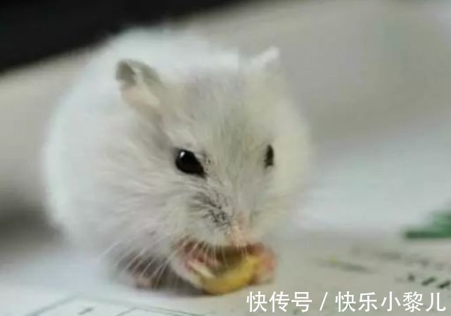 生肖|12月23号到31号,生肖鼠好运不断赚钱多多,财运势如破竹一片大好