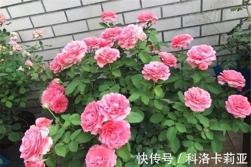 给月季施肥的正确打开方式,了解掌握,冒笋芽花还多,值得收藏!