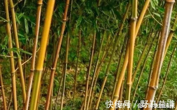 原来这6种竹子也可以把玩,盘后效果也是非常喜人的