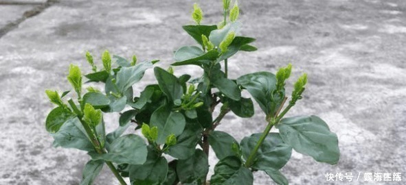 秘诀|茉莉花开半年的秘诀在这里, 老阿姨告诉我们就是这么简单！