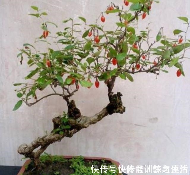 枸杞树|野外的枸杞树,制作成盆景,美观大方,还能结满“红果”!