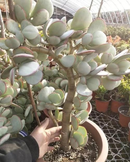 养了20年的玉树,杆子比大腿还粗,满树白花跟下雪了一样