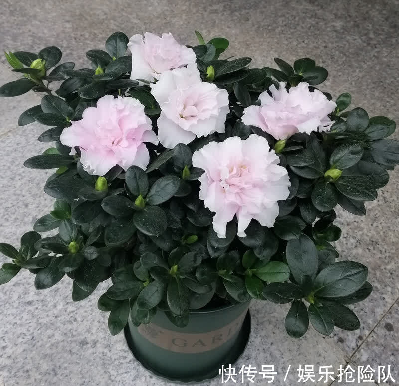 富贵竹|秋季养花选什么合适?这4种,搁置的地方合适轻松养好