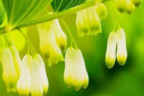 天然“保健品”找到了，女性用来泡水喝，赶走妇科病，防乳腺癌！