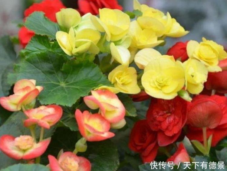 4种花养家里,全年开花不断,给点水就疯长,太好养