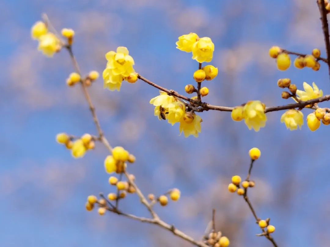 花事|2022年湖北第一场花事来了！快收好这份赏蜡梅地图