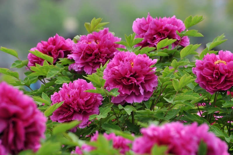 武则天|临夏牡丹与杨贵妃和武则天有关?