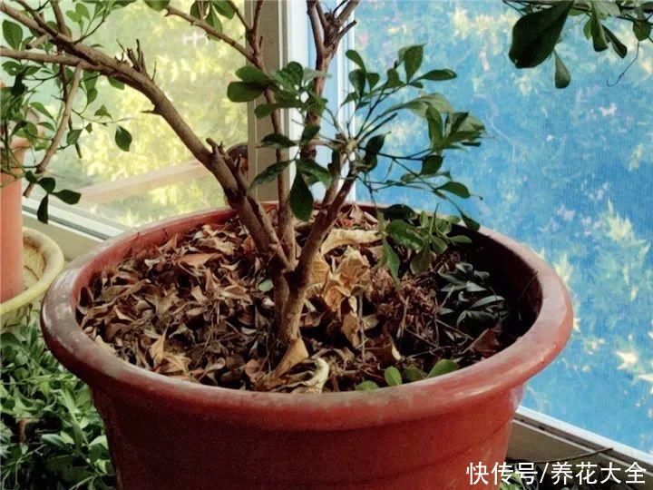 蝴蝶兰|7种花，立秋后换盆，秋冬才能越养越好
