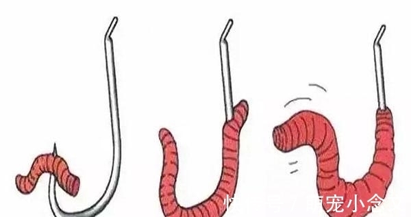 红虫|学会这2种挂蚯蚓的方法，想钓不到鱼都难