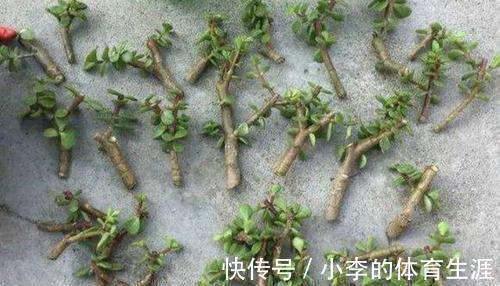 枝条|金枝玉叶的扦插手法,不仅生根很快,而且成活率也很高