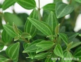 碰碰香|不管有钱没钱,家里养这十种植物,招财镇宅又养人